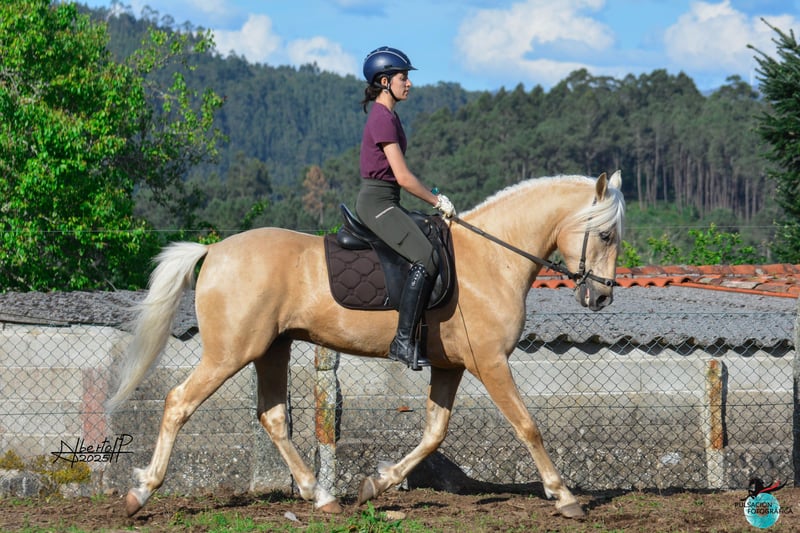 Lusitanos, Hengst in Frankfurt am Main