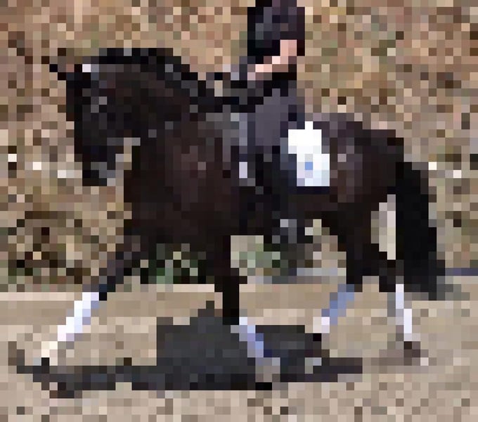 Lusitanos, Hengst in Martfeld