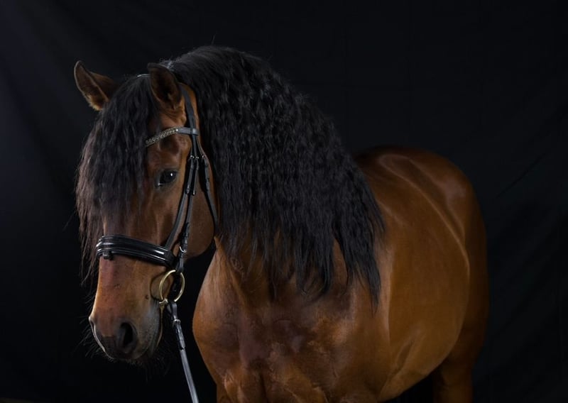 Lusitanos, Hengst in Ludwigsfelde