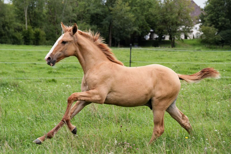 Lusitanos, Hengst in Fuchstal