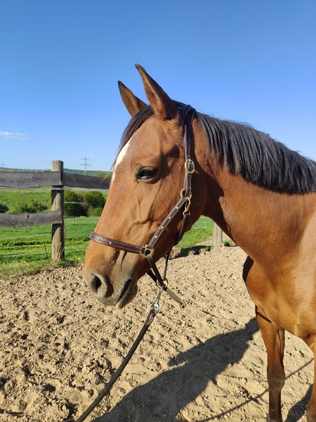Lusitanos, Stute in Dalheim