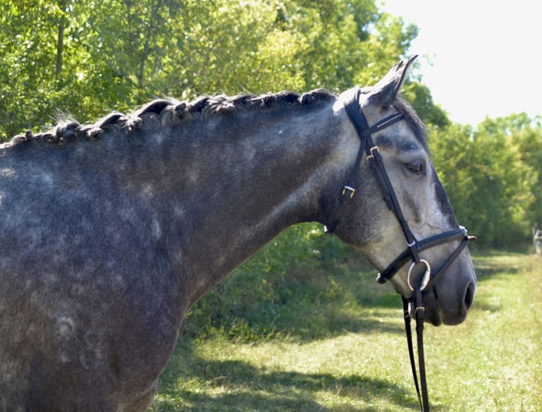 Lusitanos, Stute in Würzburg