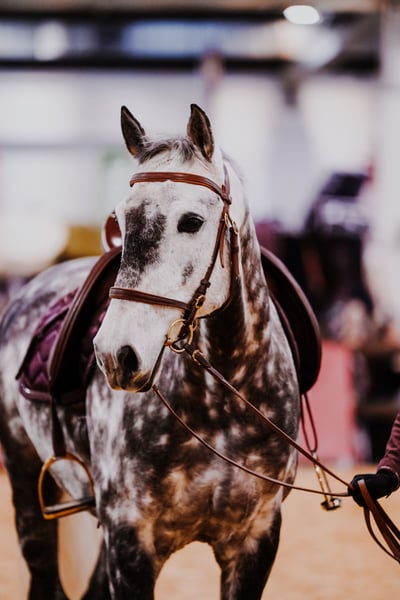 Lusitanos, Wallach in Dischingen
