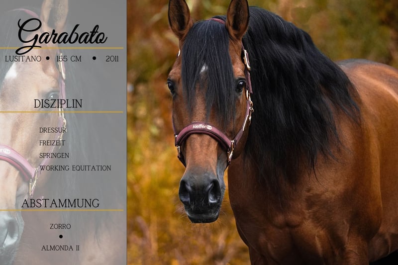 Lusitanos, Wallach in Nettersheim