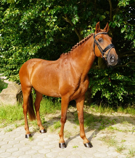 Lusitanos, Wallach in Buchholz in der Nordheide