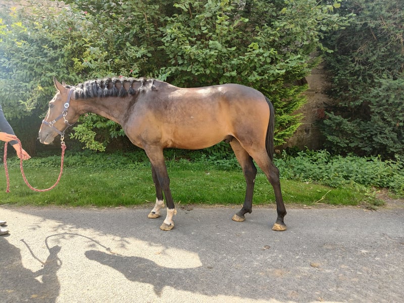 Lusitanos, Wallach in Dalheim