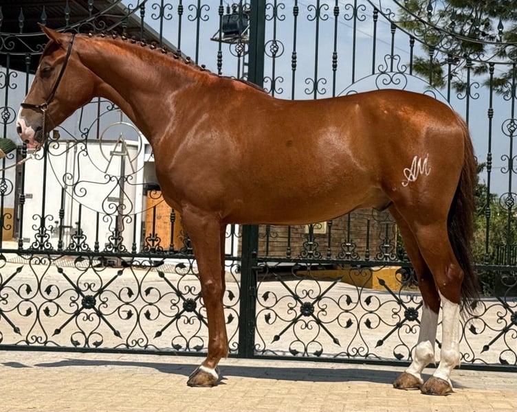 Lusitanos, Wallach in Martfeld