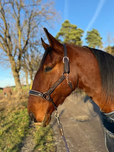 Lusitanos, Wallach in Sassenburg