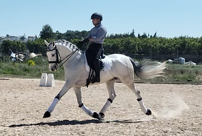 Lusitanos, Wallach in Schwarme