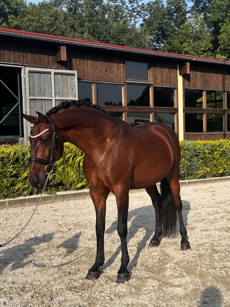 Lusitanos, Wallach in Ludwigsfelde