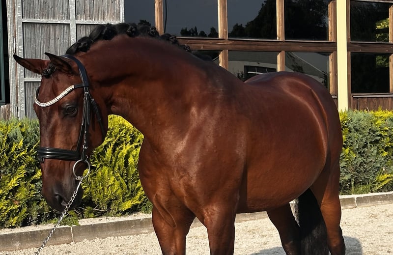 Lusitanos, Wallach in Thyrow