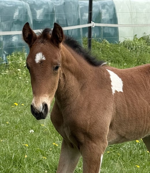 Mangalarga Marchador, Hengst in Neuenkircheneuenkirchen