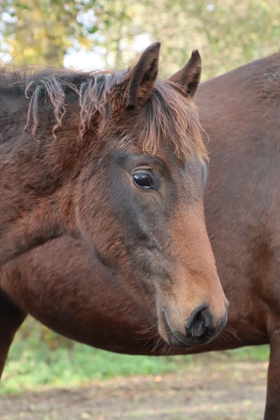 Mangalarga Marchador, Hengst in Neuenkirchen