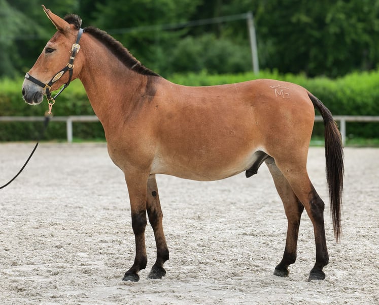 Maultier, Wallach in Neustadt Wied
