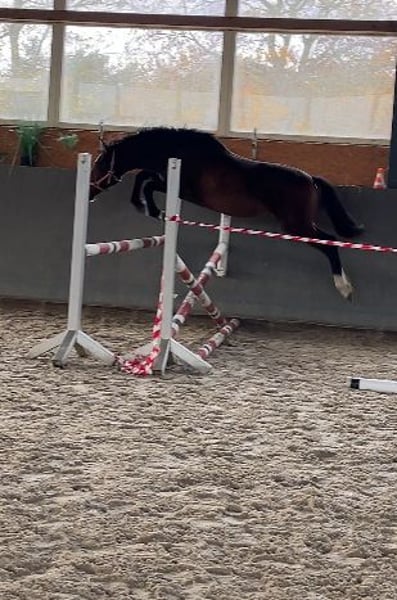 Mecklenburger Warmblut, Hengst in Papenhagen