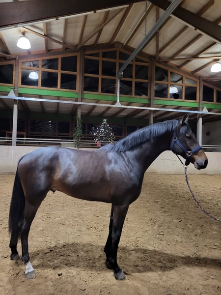 Mecklenburger Warmblut, Hengst in Pölchow