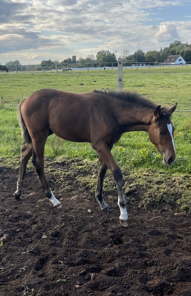 Mecklenburger Warmblut, Hengst in Papenhagen