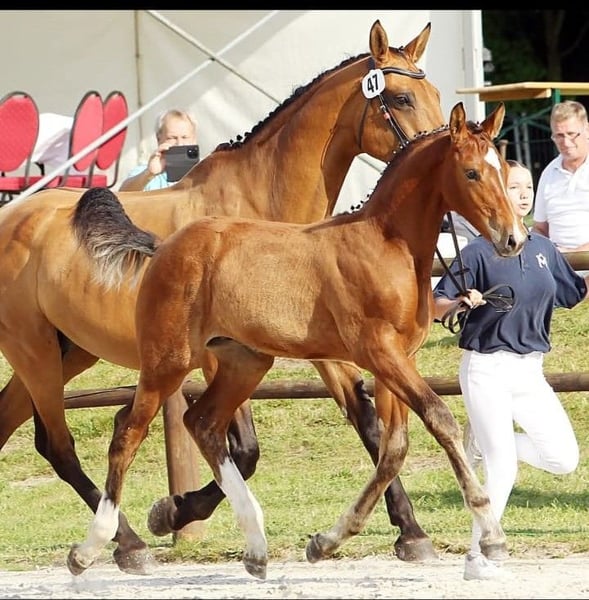 Mecklenburger Warmblut, Hengst in Walow