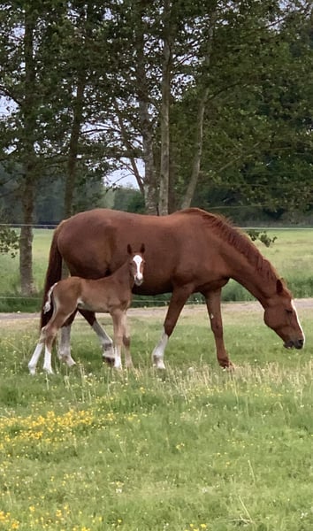 Mecklenburger Warmblut, Hengst in Alt Schönau