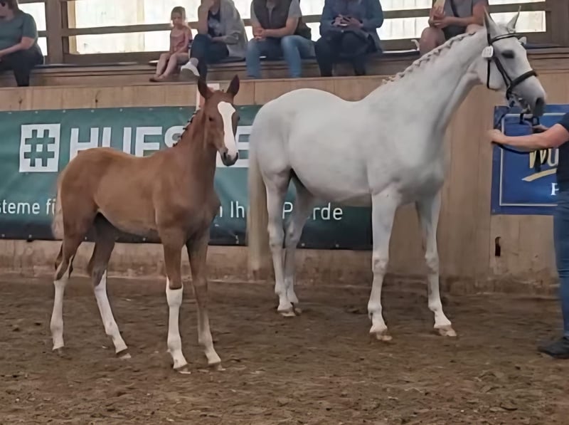 Mecklenburger Warmblut, Hengst in Röbel
