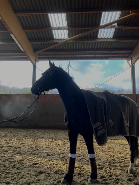 Mecklenburger Warmblut, Stute in Sprockhövel
