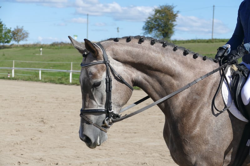 Mecklenburger Warmblut, Stute in Ganschow