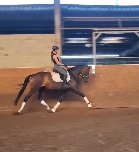 Mecklenburger Warmblut, Stute in Ludwigslust