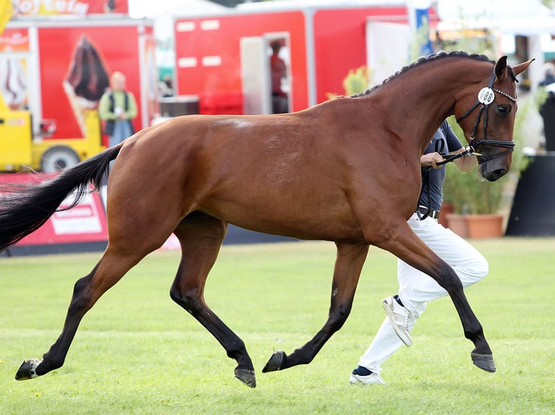 Mecklenburger Warmblut, Stute in Wardow