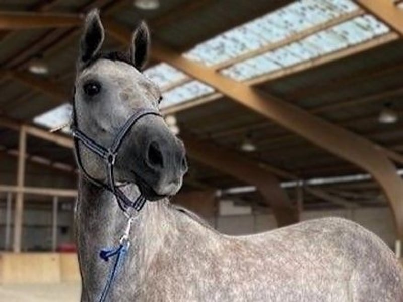 Mecklenburger Warmblut, Stute in Malchin