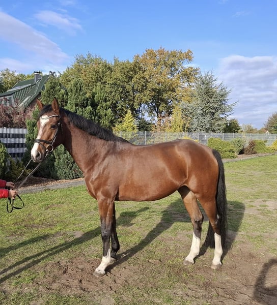 Mecklenburger Warmblut, Stute in Ludwigslust