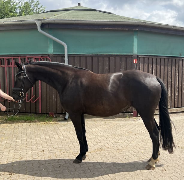 Mecklenburger Warmblut, Stute in Sassen-Trantow