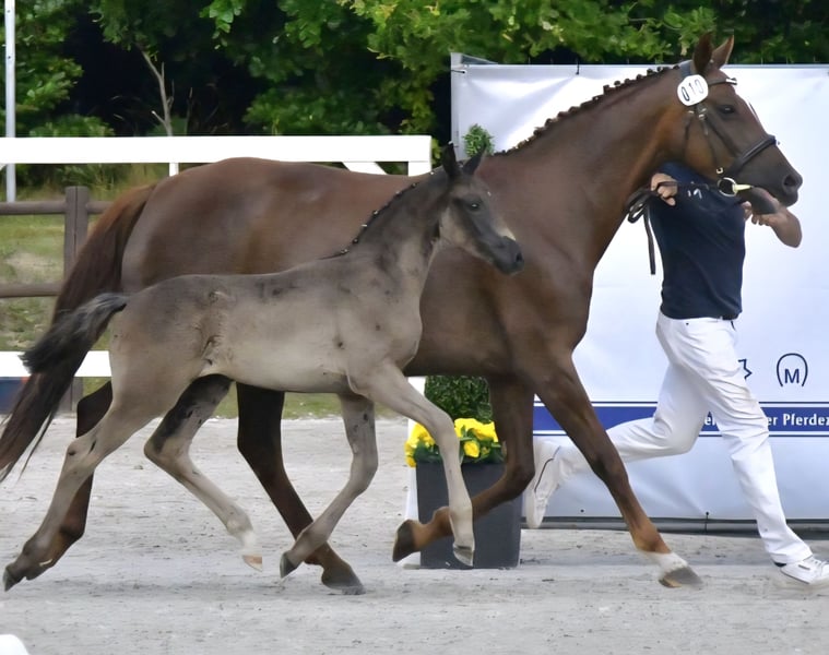 Mecklenburger Warmblut, Stute in Hagebök