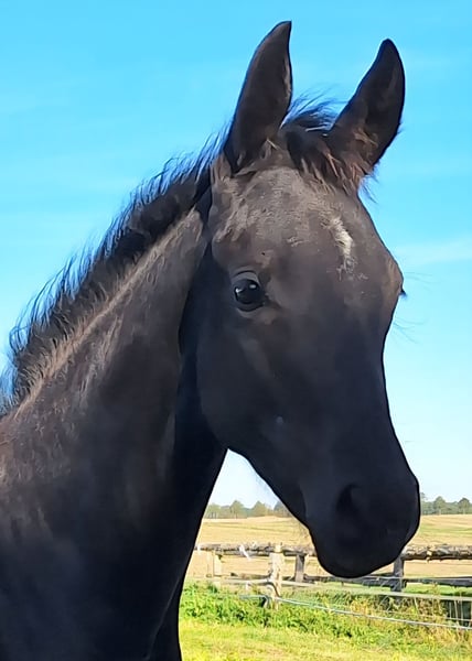 Mecklenburger Warmblut, Stute in Blowatz