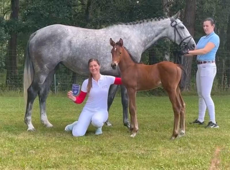Mecklenburger Warmblut, Stute in Papenhagen