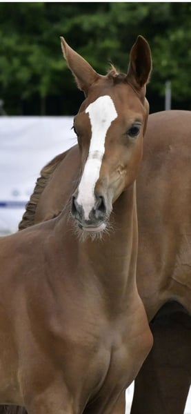 Mecklenburger Warmblut, Stute in Röbel