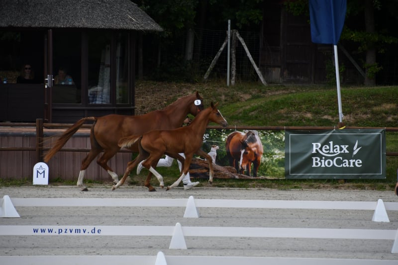 Mecklenburger Warmblut, Stute in Röbel