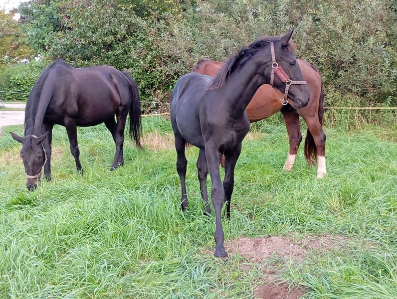 Mecklenburger Warmblut, Stute in Eixen