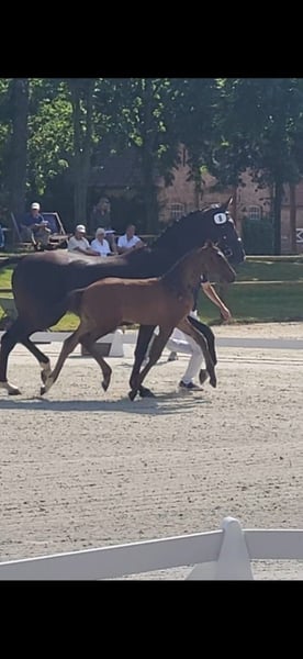Mecklenburger Warmblut, Stute in Röbel