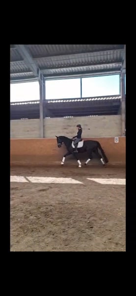 Mecklenburger Warmblut, Wallach in Ludwigslust