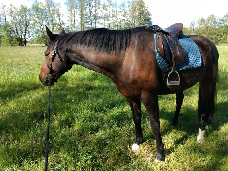 Mecklenburger Warmblut Wallach 15 Jahre 175 cm Brauner in Kogel