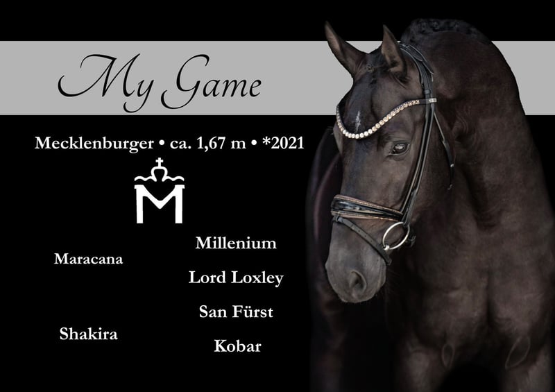 Mecklenburger Warmblut, Wallach in Wehringen