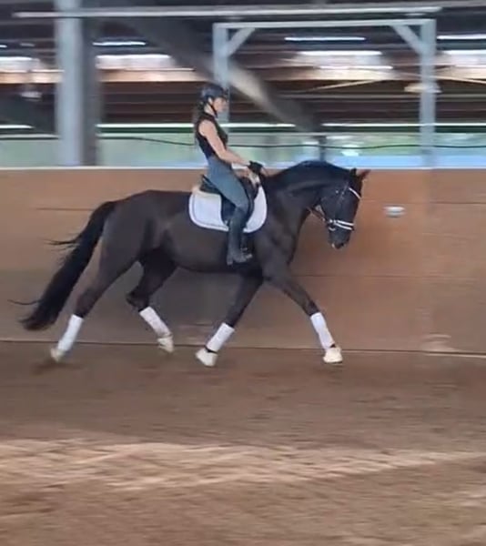 Mecklenburger Warmblut, Wallach in Ludwigslust