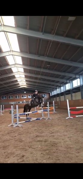 Mecklenburger Warmblut, Wallach in Ludwigslust