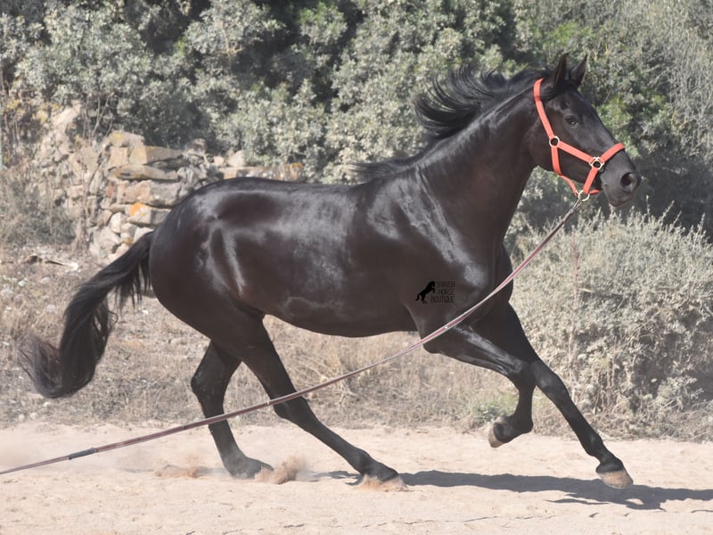 Menorquin Mare 3 years 15,2 hh Black in Menorca