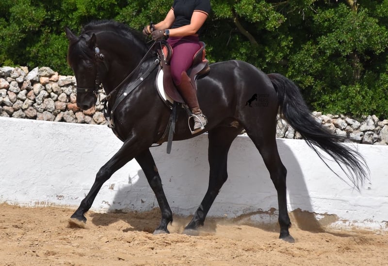 Menorquin Stallion 8 years 15,3 hh Black in Menorca