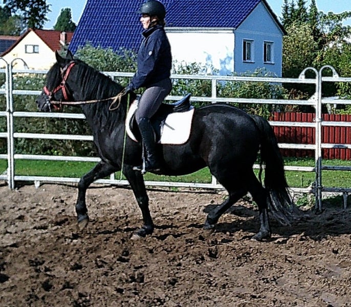 Merens, Wallach in Buttstädt