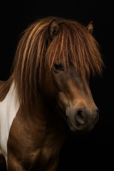 Mini Shetland Pony, Hengst in Großenkneten