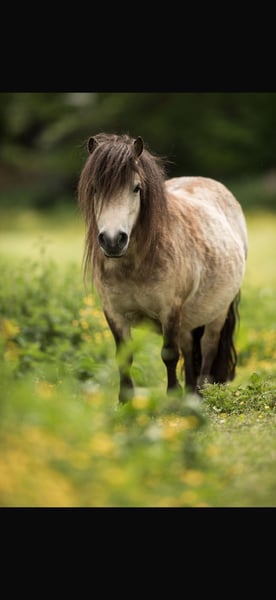 Mini Shetland Pony, Stute in Fronreute
