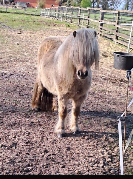 Mini Shetland Pony, Stute in Großenkneten