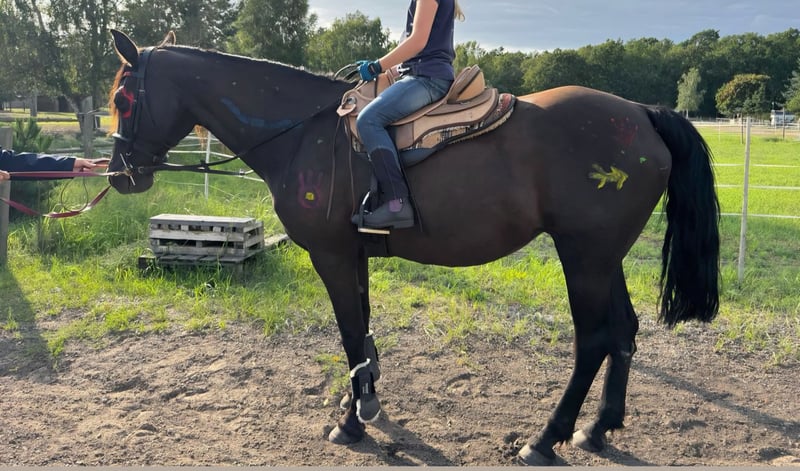 Missouri Foxtrotter, Stute in Zehdenick